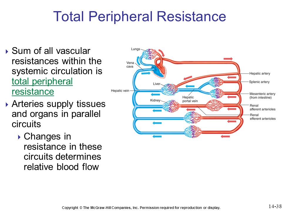 Total Peripheral Resistance