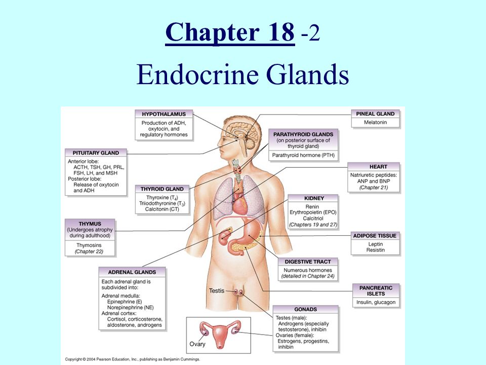 Endocrine Glands. 
