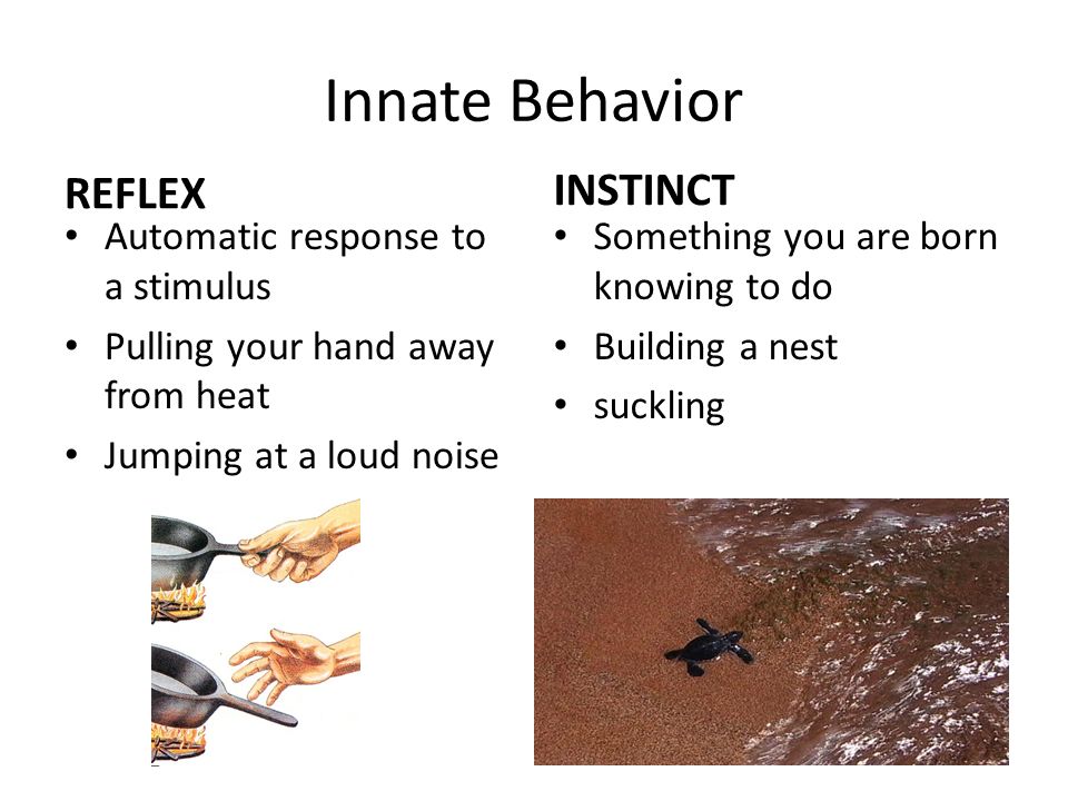 INNATE BEHAVIOR Inherited behavior Instincts & reflexes - ppt download