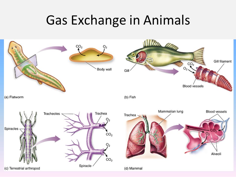 System animal. Дыхательная система. Эволюция дыхательной системы рисунок. Рыбы млекопитающие дыхательная система. Дыхательная система атлас.