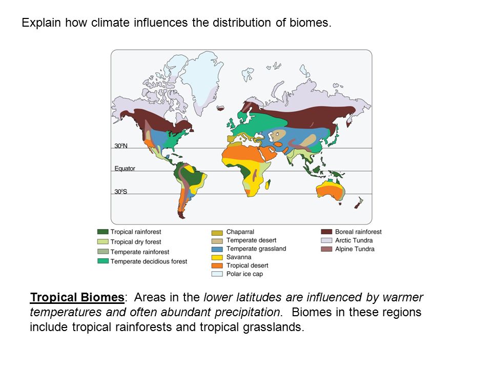 Explain how climate influences the distribution of biomes.