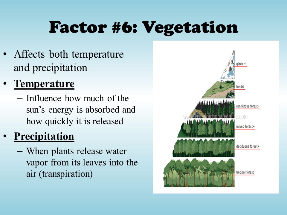 Factor #6: Vegetation Affects both temperature and precipitation