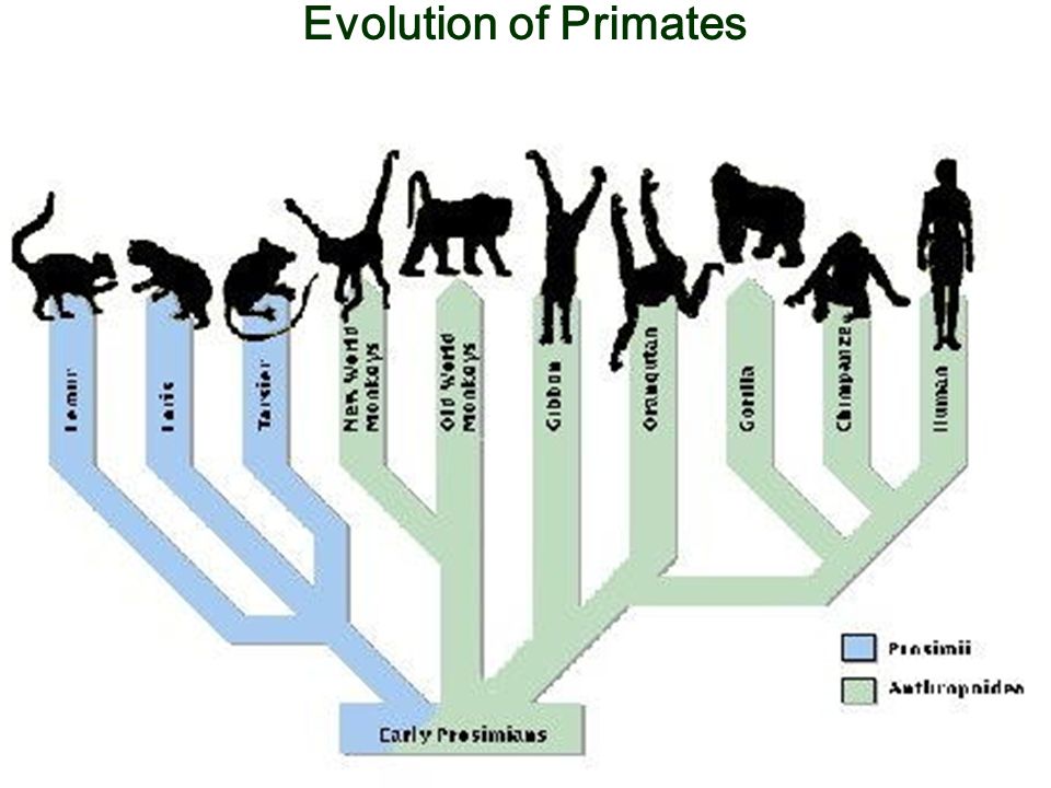 Эволюция древа 181. Эволюционное Древо приматов. Эволюционное Древо приматов и человека. Филогенетическое Древо приматов. Дерево развития приматов.