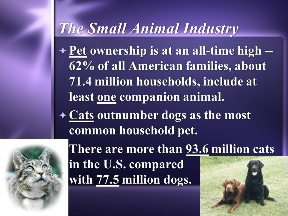 Small Animals. - ppt download