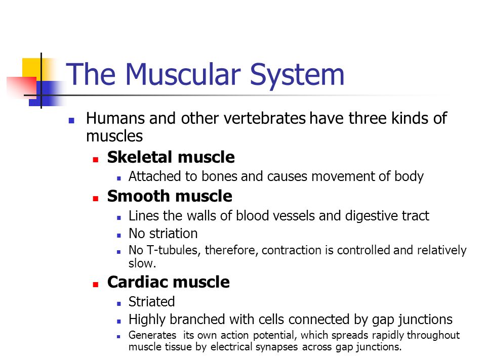 The Muscular System Skeletal muscle consists of numerous muscle cells  called Muscle fibers. Muscle fiber terminology and characteristics  Sarcolemma = plasma. - ppt video online download