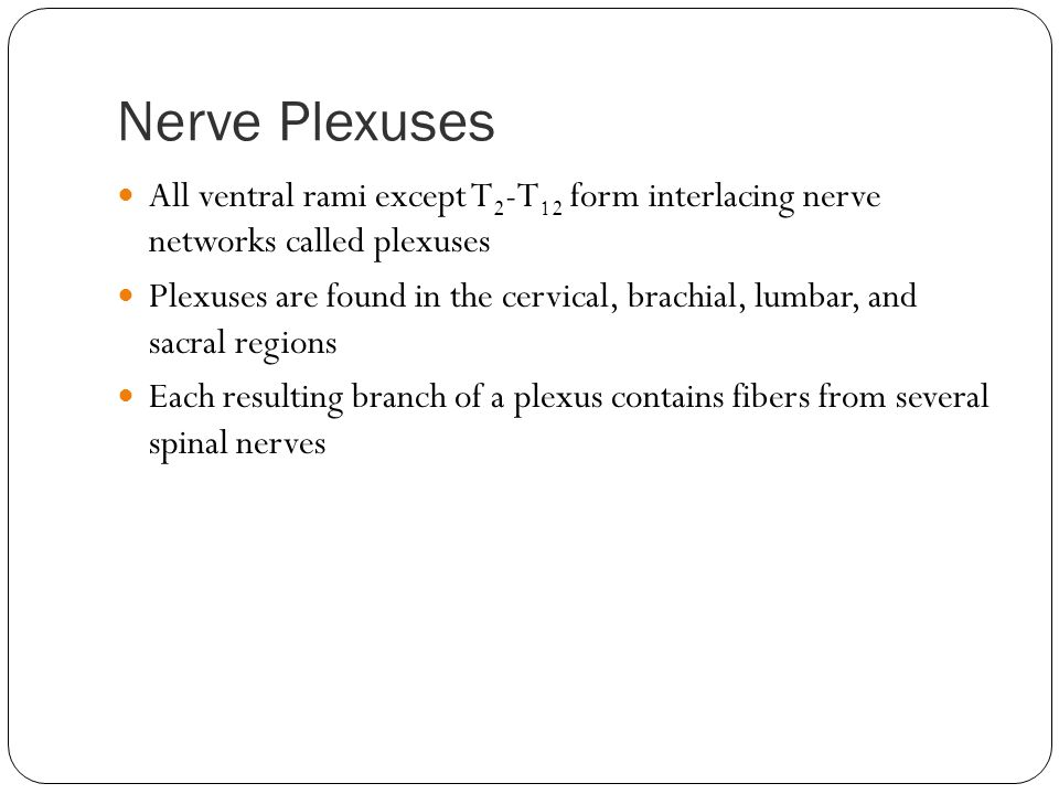 Peripheral Nervous System Pns Ppt Video Online Download