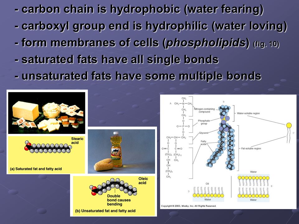 - carbon chain is hydrophobic (water fearing)