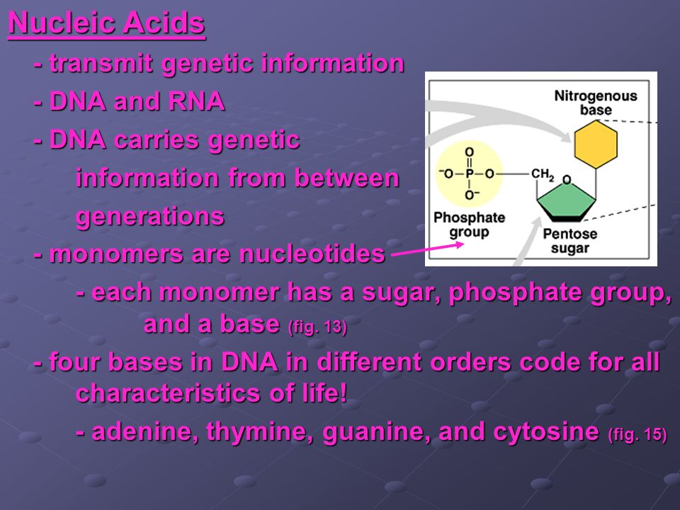 Nucleic Acids - transmit genetic information - DNA and RNA