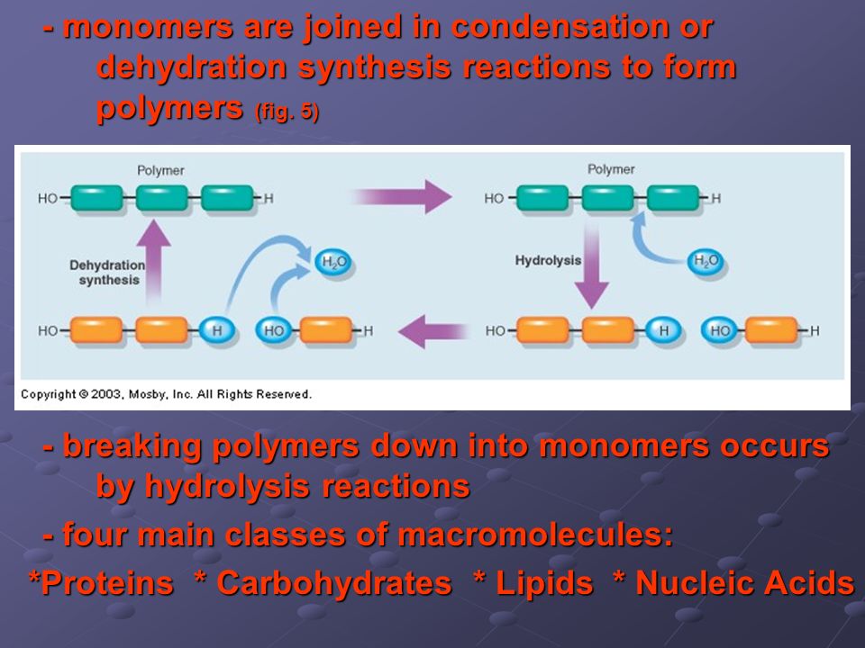 - monomers are joined in condensation or