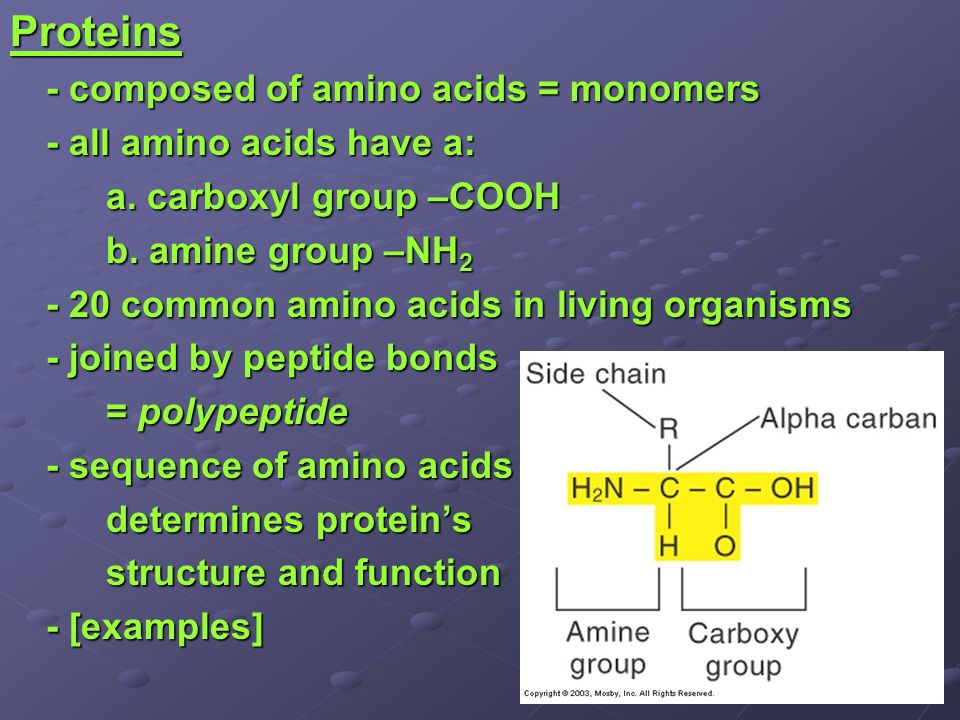Proteins - composed of amino acids = monomers