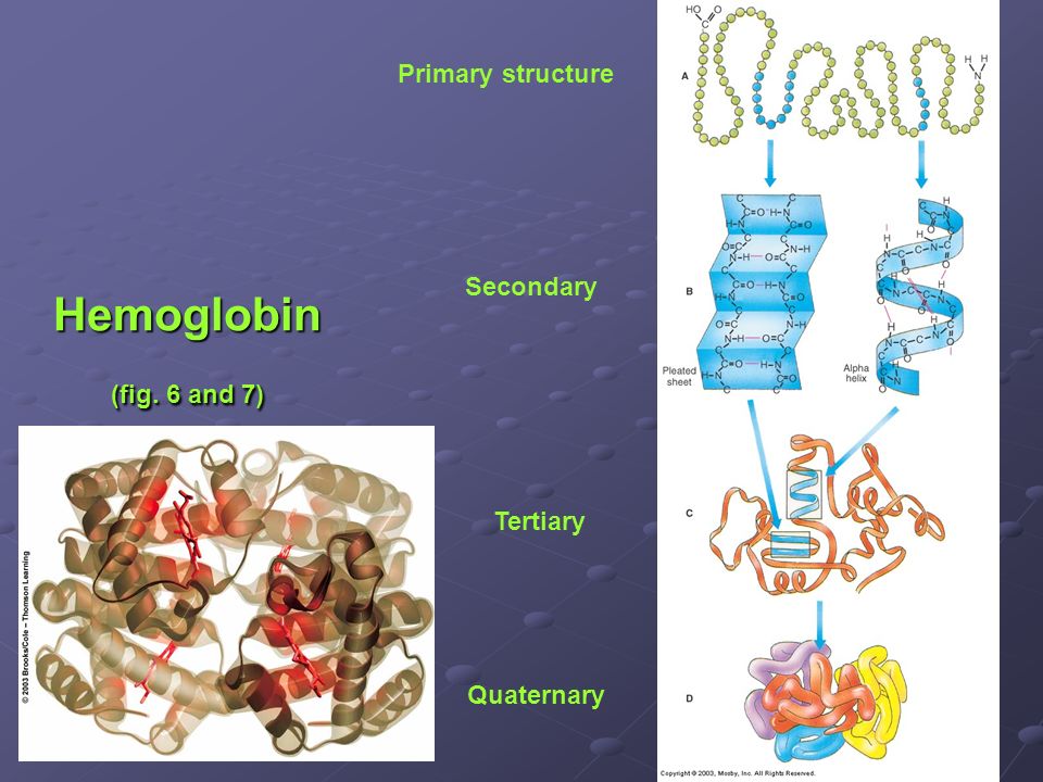 Hemoglobin (fig. 6 and 7) Primary structure Secondary Tertiary