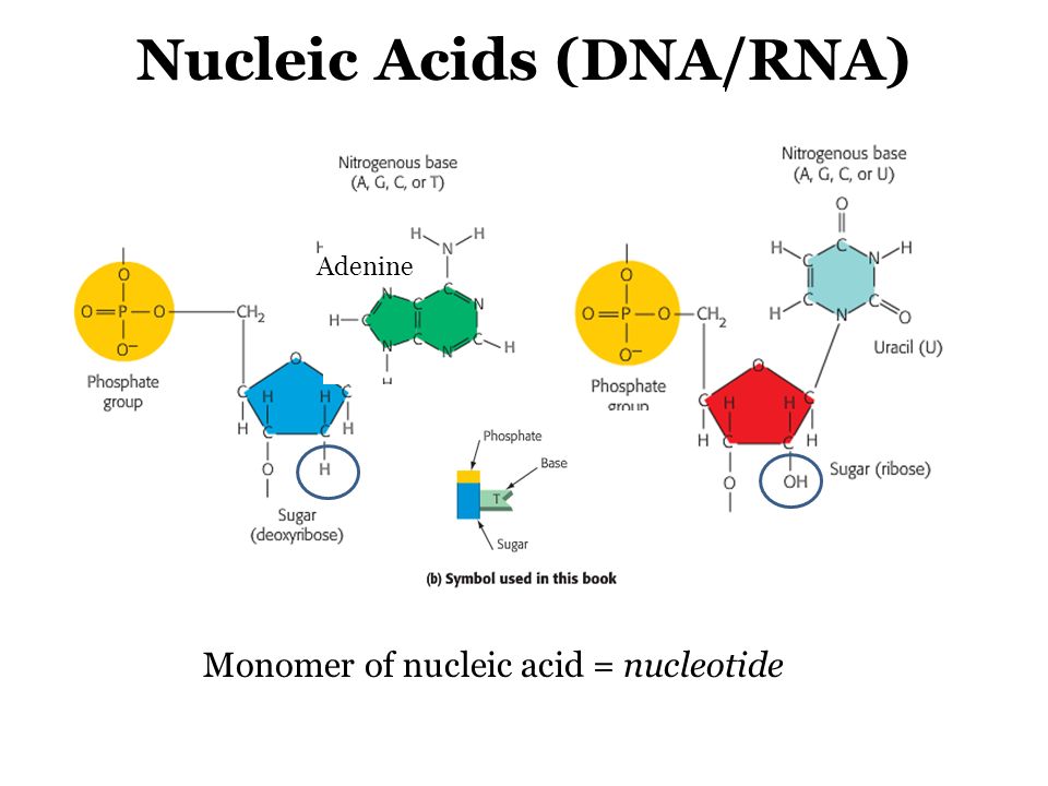 Нуклеиновые кислоты днк и рнк. Nucleic acids DNA RNA. Build nucleotide Nucleic acid DNA. Nucleic acid обложка. Nucleic acid research 1980.