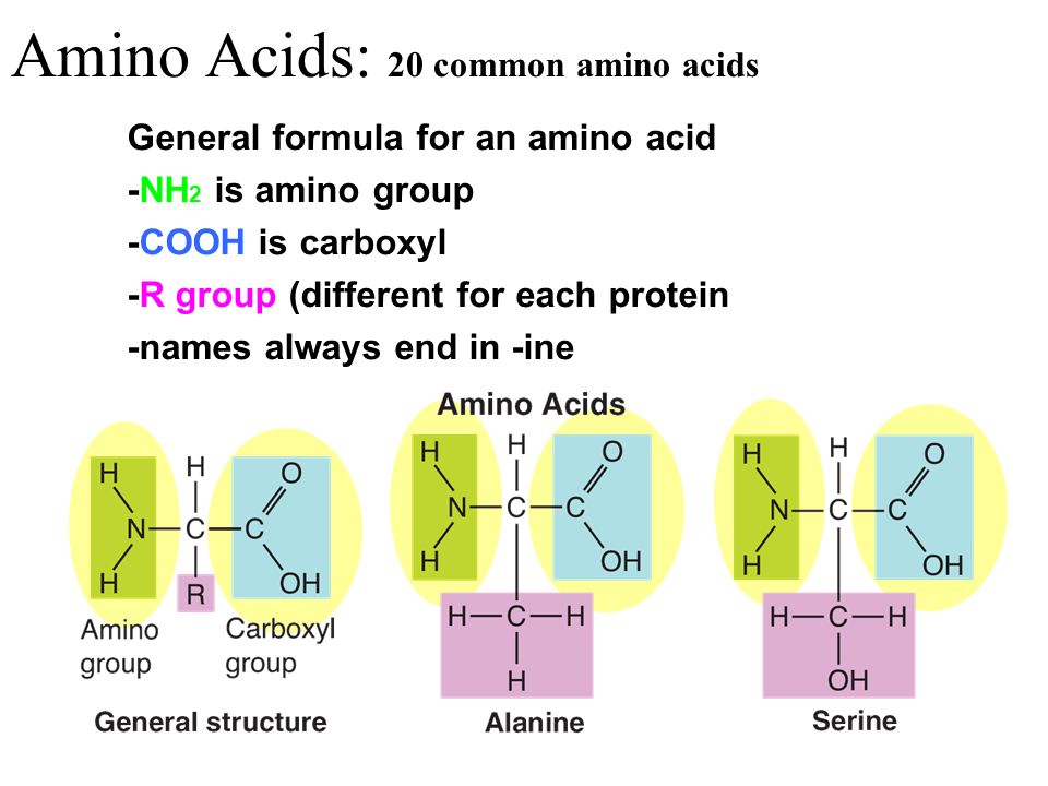 Amino Acids: 20 common amino acids