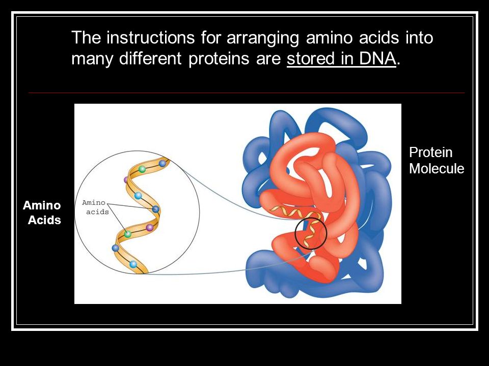 The instructions for arranging amino acids into many different proteins are stored in DNA.