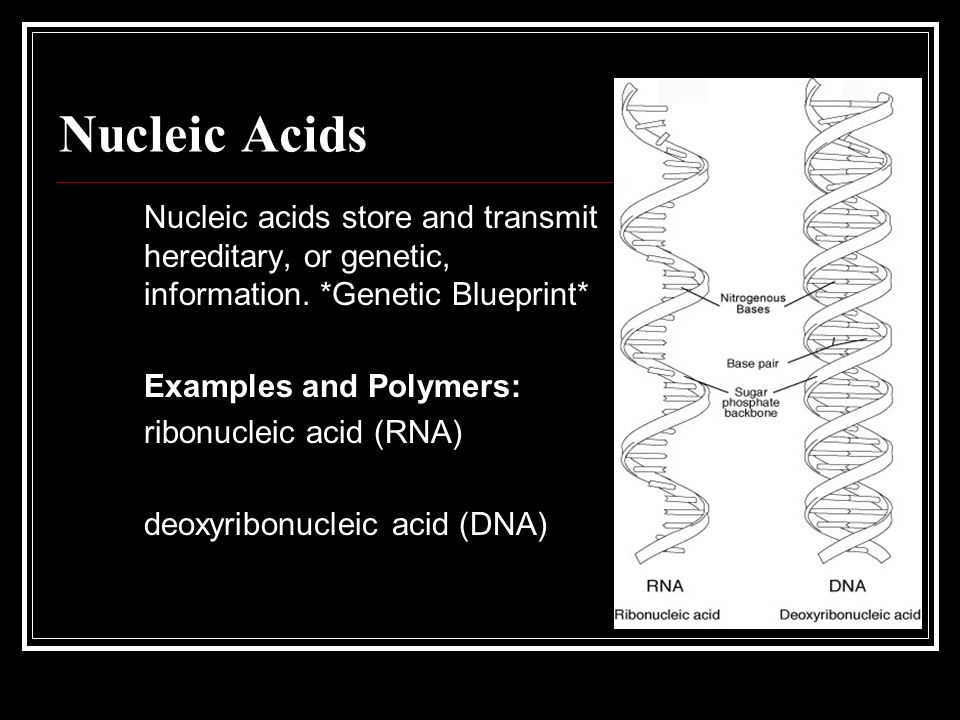 Nucleic Acids Nucleic acids store and transmit hereditary, or genetic, information. *Genetic Blueprint*