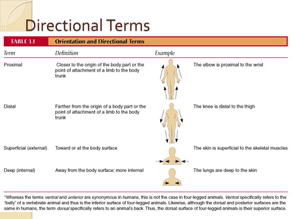 Body Directional terms. Machine Direction orientation. Directional selection examples. Deep Internal Threading.
