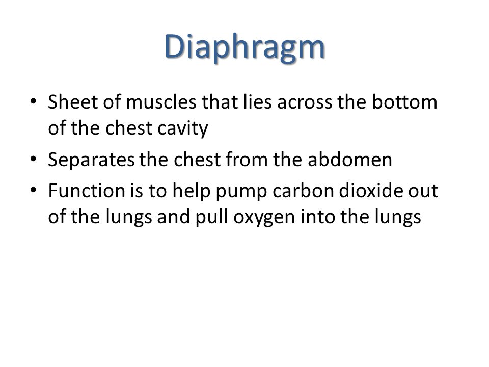 Diaphragm Sheet of muscles that lies across the bottom of the chest cavity. Separates the chest from the abdomen.