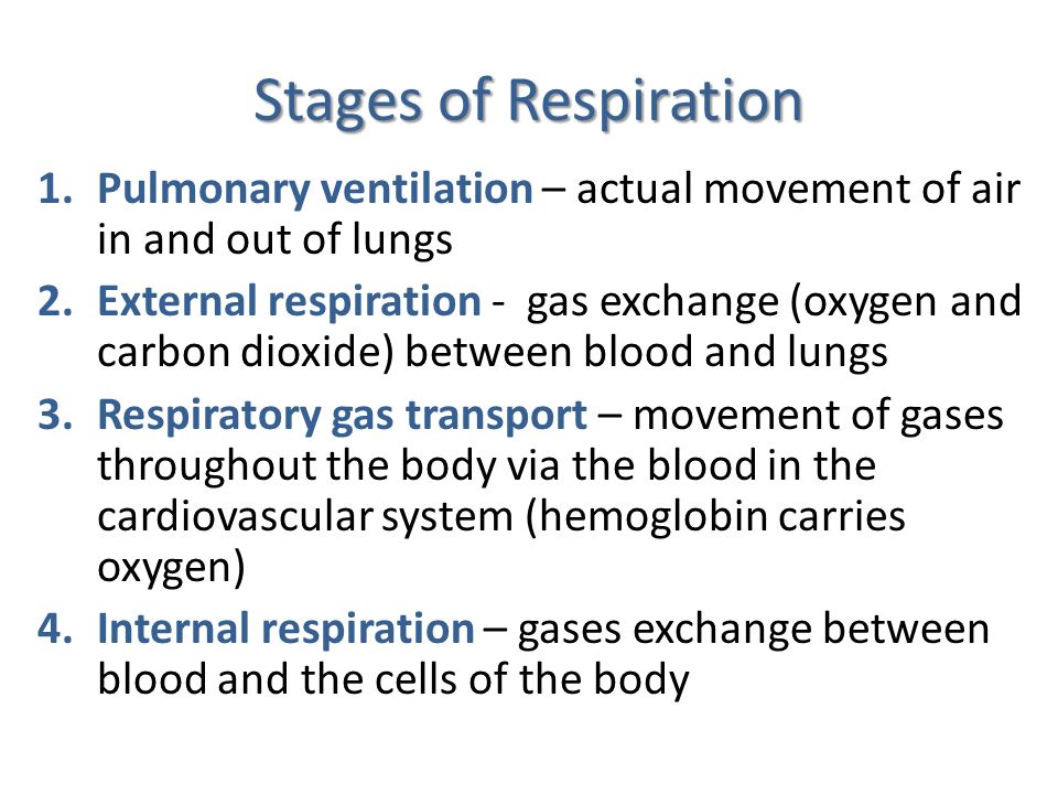 Stages of Respiration Pulmonary ventilation – actual movement of air in and out of lungs.