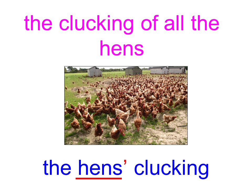 the clucking of all the hens