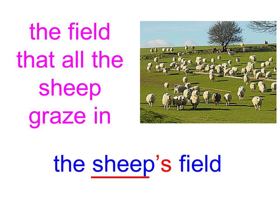 the field that all the sheep graze in