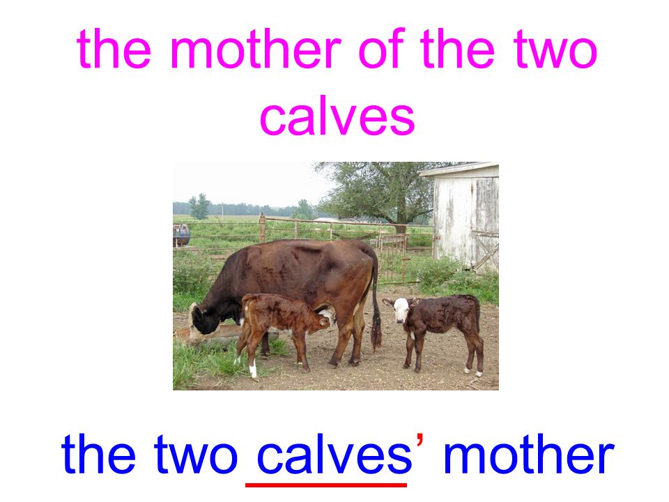 the mother of the two calves