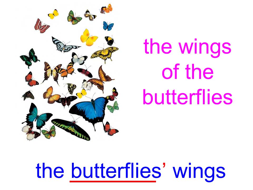 the wings of the butterflies