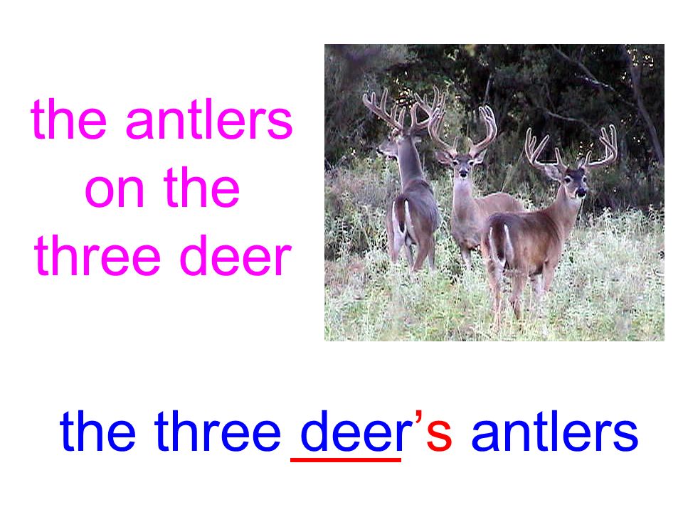 the antlers on the three deer