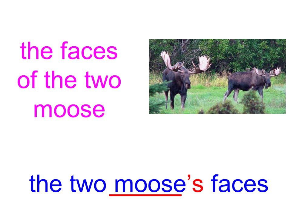 the faces of the two moose