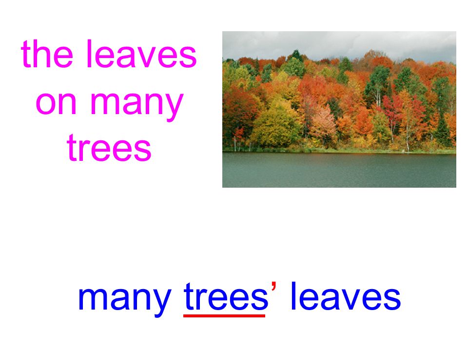the leaves on many trees