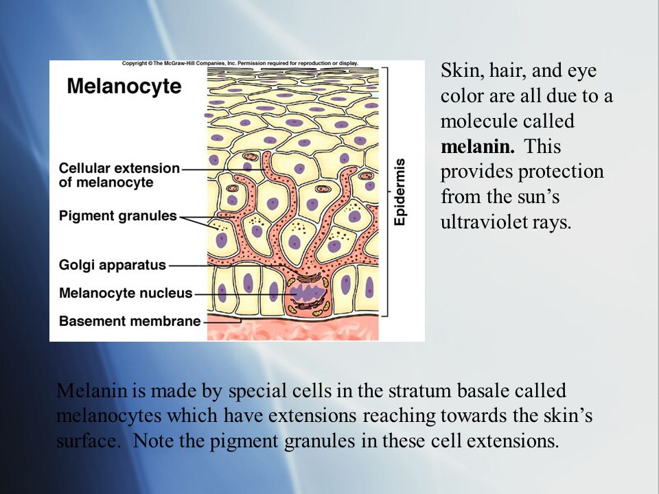 Skin, hair, and eye color are all due to a molecule called melanin