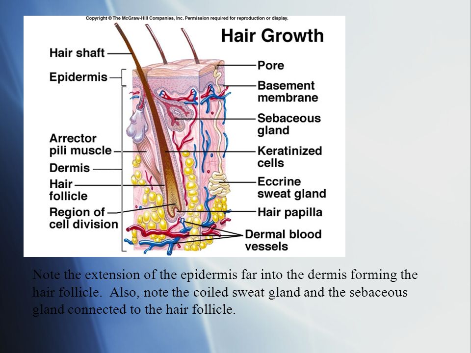 Note the extension of the epidermis far into the dermis forming the hair follicle.