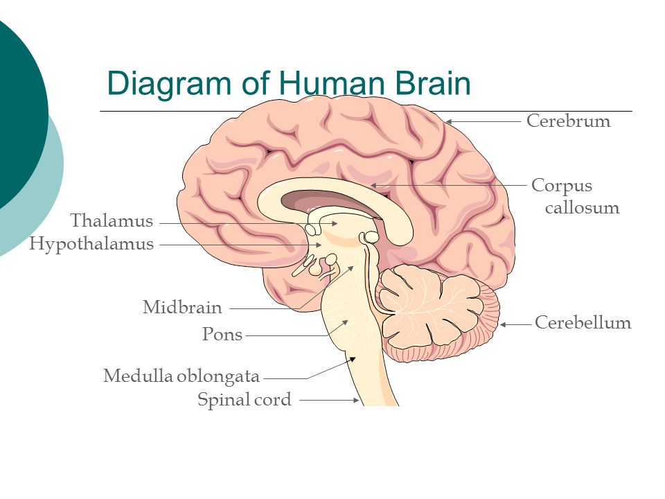 Коленчатые тела мозга. Коленчатые тела головного мозга. Коленчатые тела таламуса. Коленчатое тело мозга функции. Cerebrum 4 и 5 фото и описанием моделей.