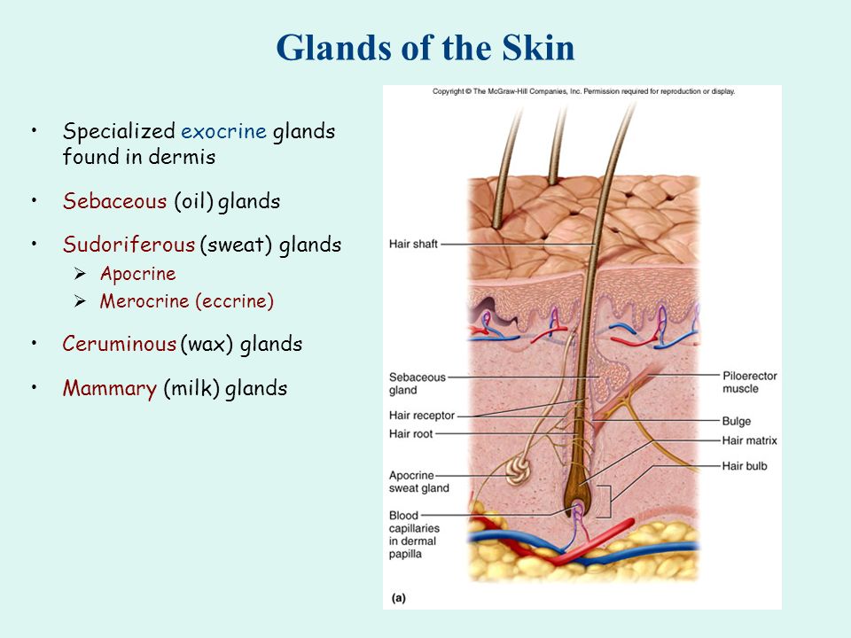 The Integumentary System Ppt Video Online Download The Integumentary System Ppt Video Online Download
