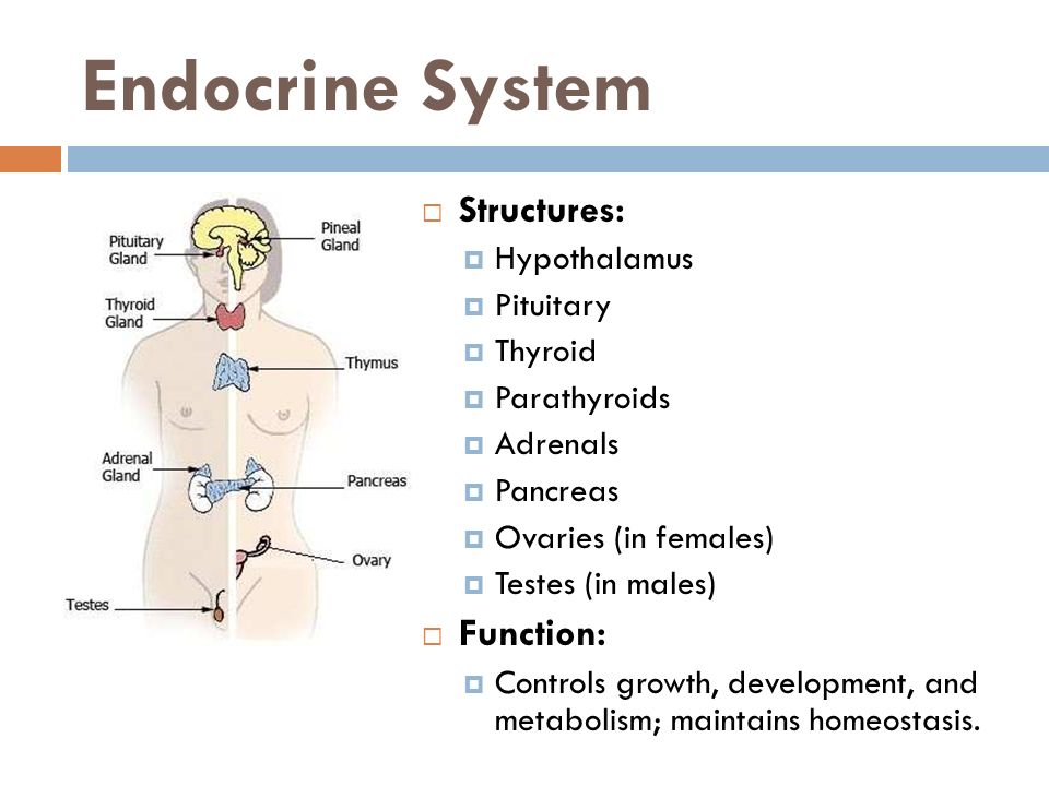 Endocrine System Structures: Function: Hypothalamus Pituitary Thyroid.