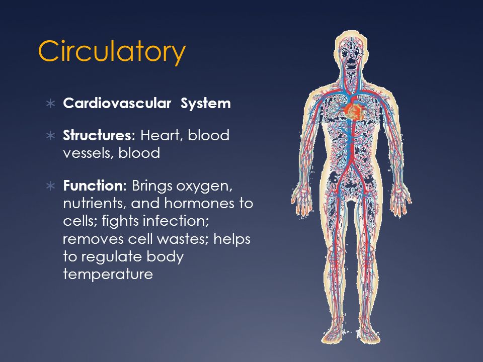Functions of All 11 Organ Systems in the Human Body