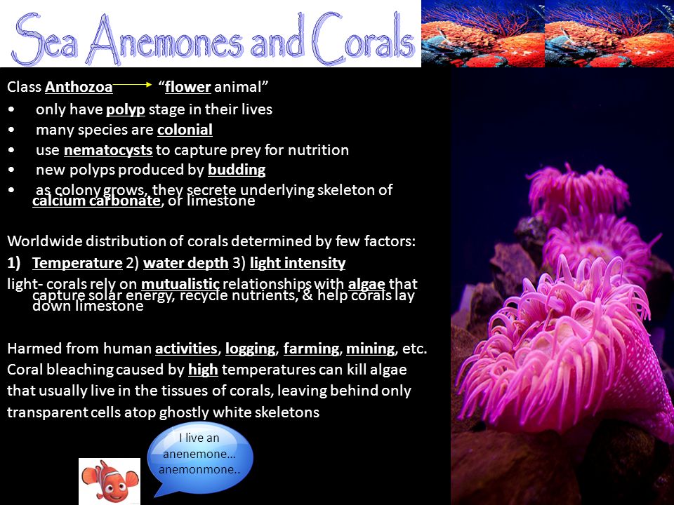 Sea Anemones and Corals