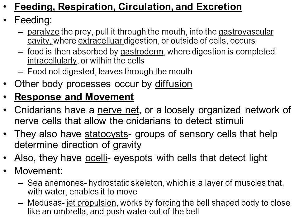 Feeding, Respiration, Circulation, and Excretion Feeding: