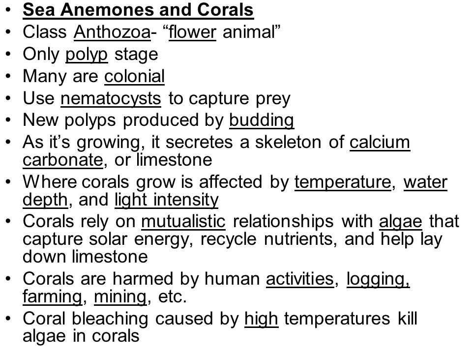 Sea Anemones and Corals