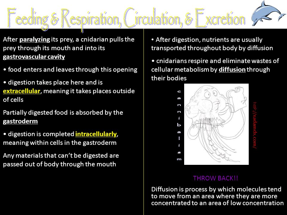 Feeding & Respiration, Circulation, & Excretion