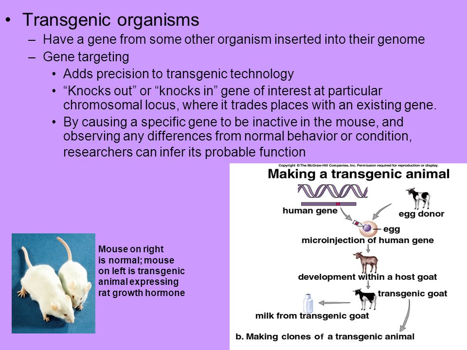 Transgenic organisms Have a gene from some other organism inserted into their genome. Gene targeting.