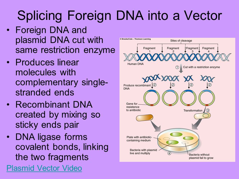 Splicing Foreign DNA into a Vector