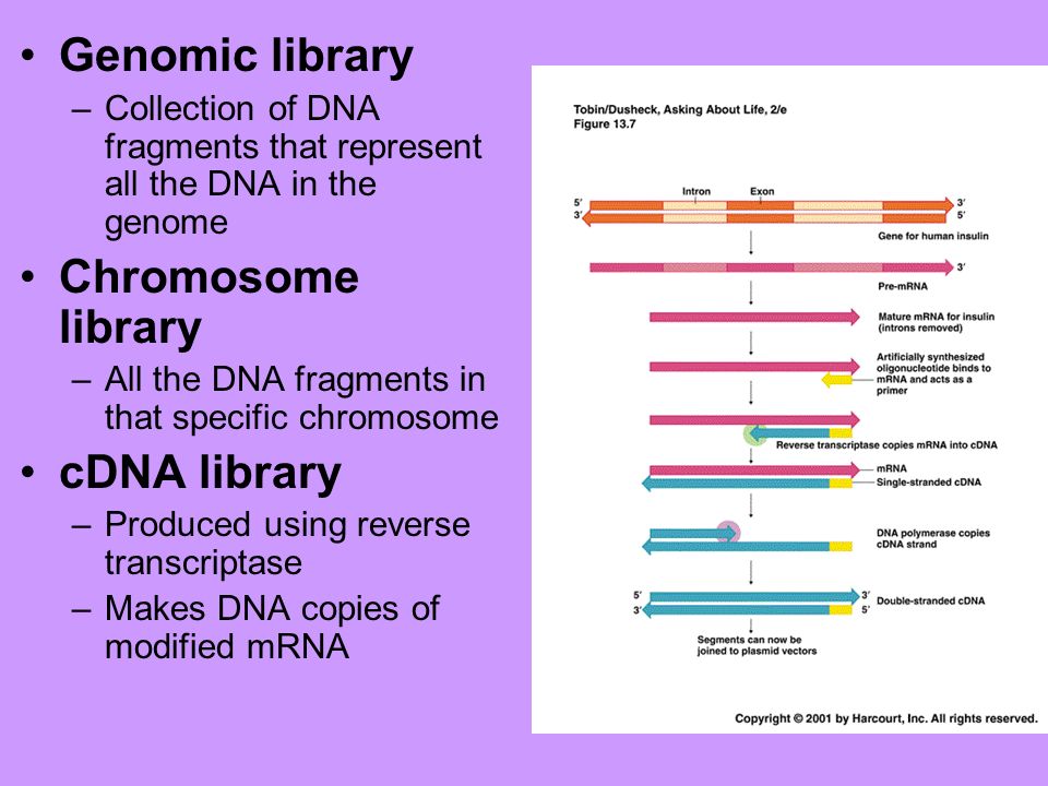 Genomic library Chromosome library cDNA library