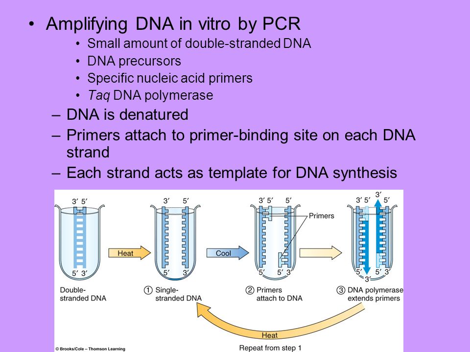 Amplifying DNA in vitro by PCR
