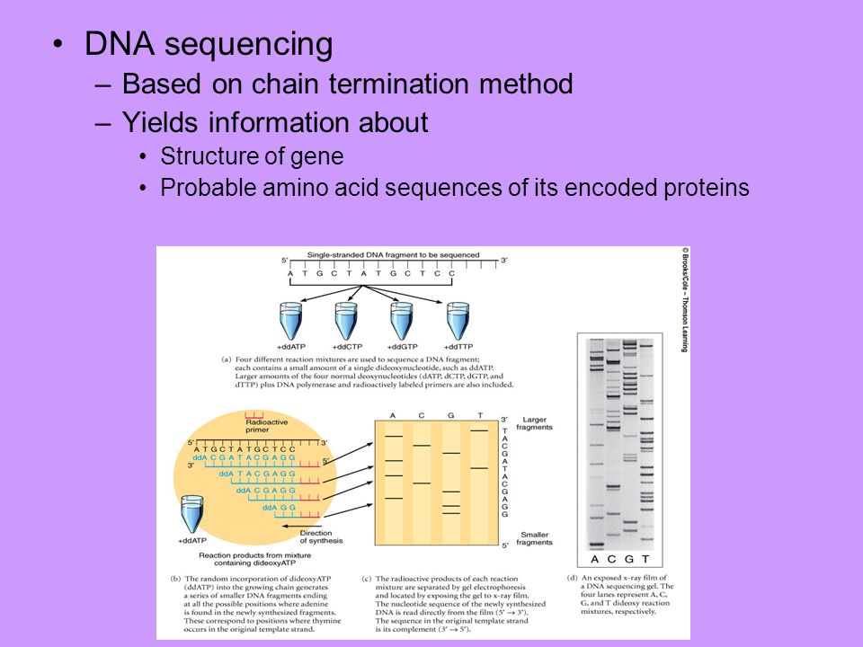 DNA sequencing Based on chain termination method
