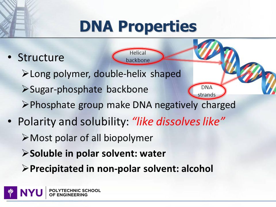 Extraction and Gel Analysis of DNA - ppt video online download