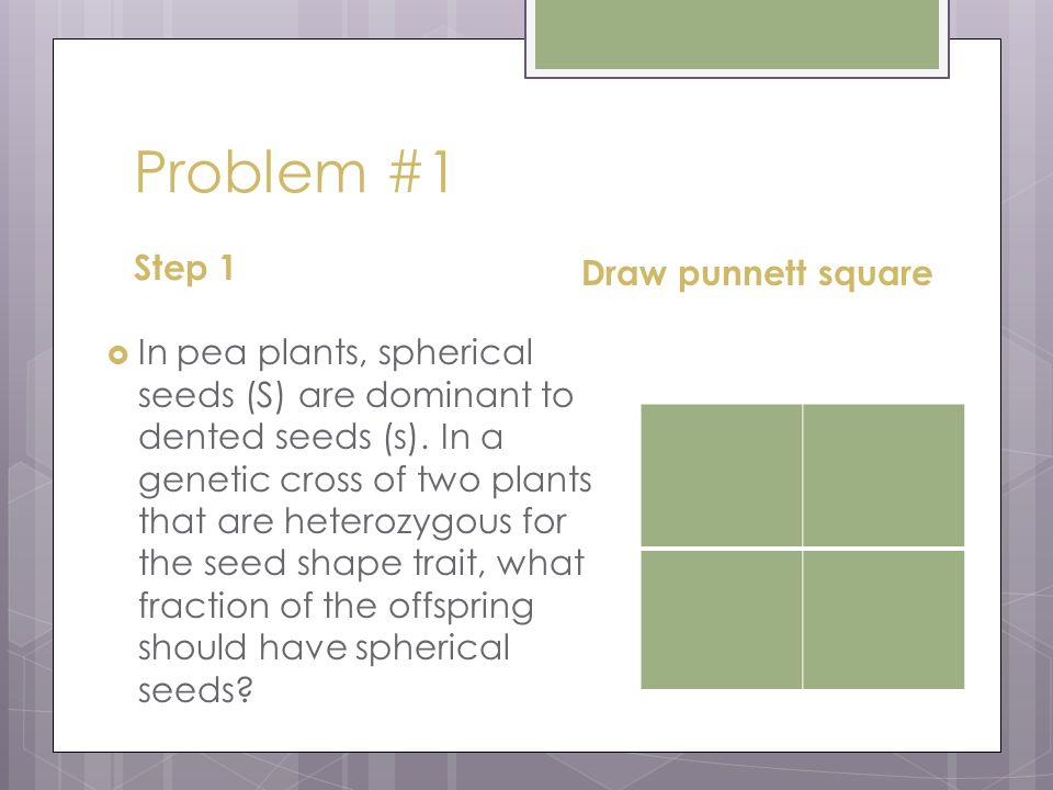 How to make a punnett square - ppt video online download