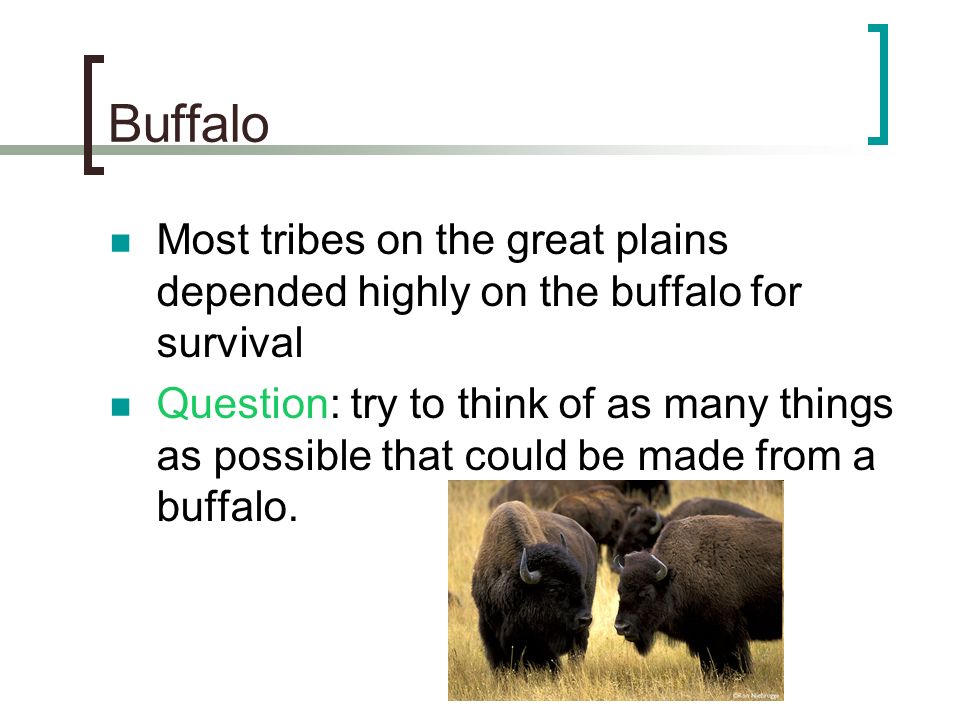 Buffalo Most tribes on the great plains depended highly on the buffalo for survival.