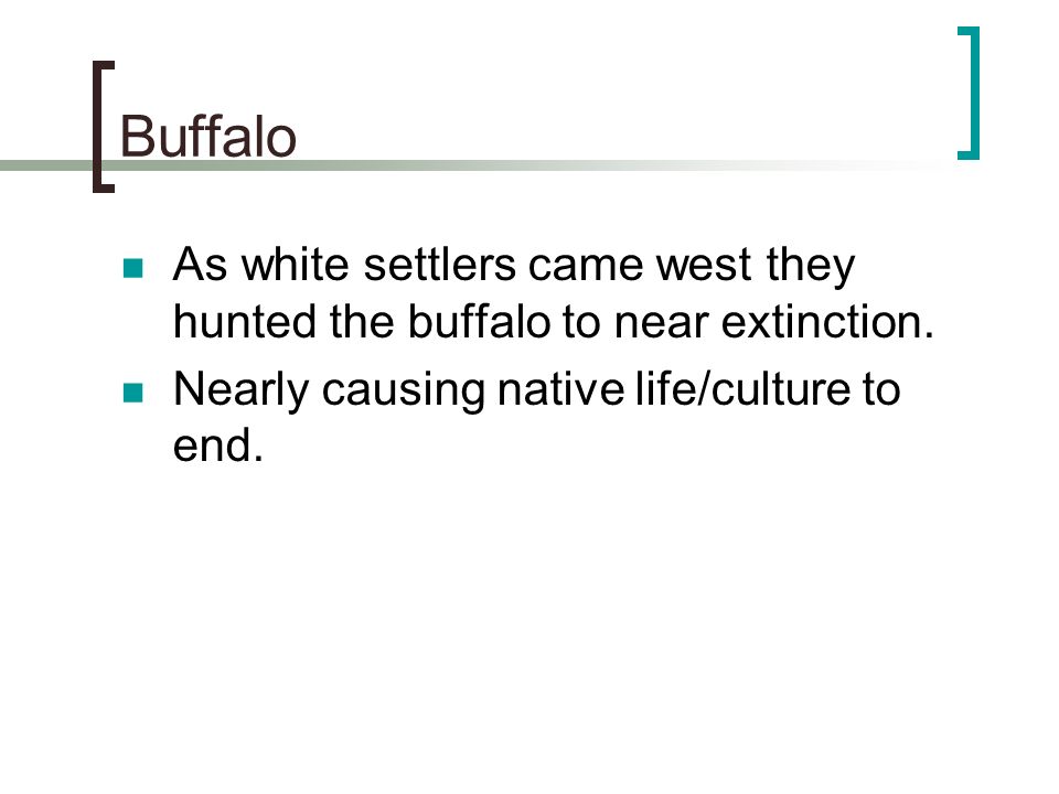 Buffalo As white settlers came west they hunted the buffalo to near extinction.