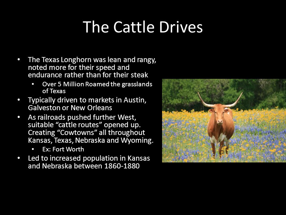 The Cattle Drives The Texas Longhorn was lean and rangy, noted more for their speed and endurance rather than for their steak.