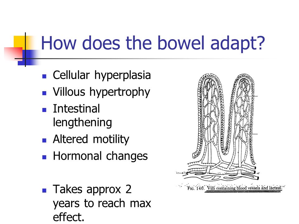 How does the bowel adapt